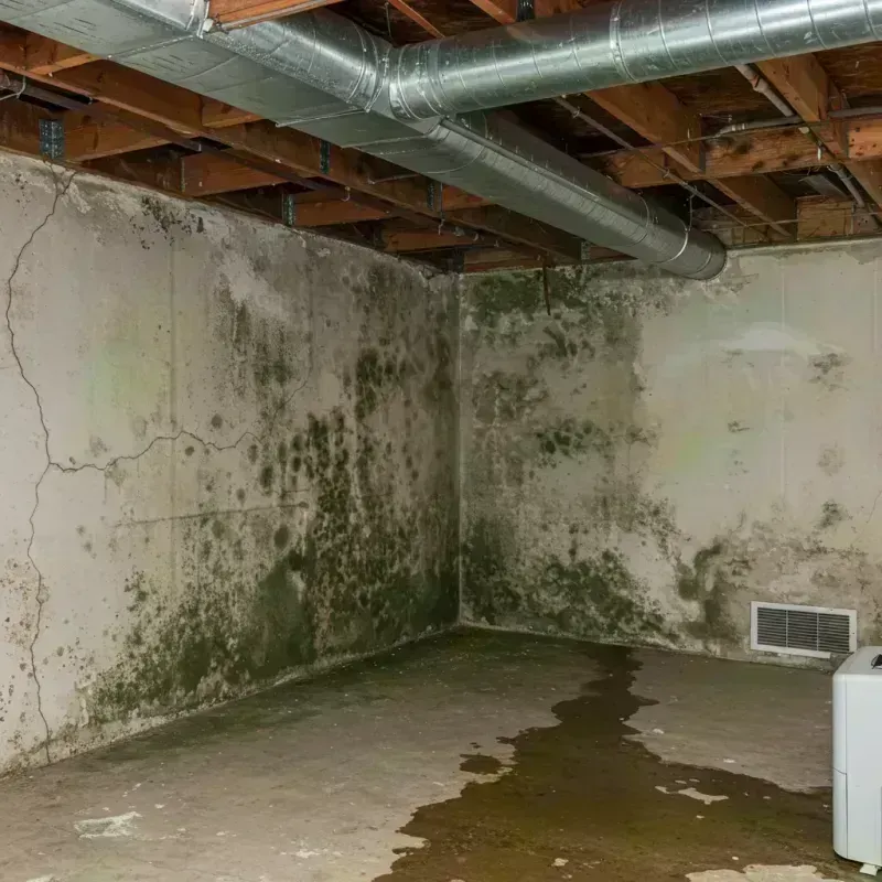 Professional Mold Removal in Mehlville, MO